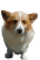 コーギー_ani